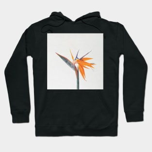 Bird of Paradise Hoodie